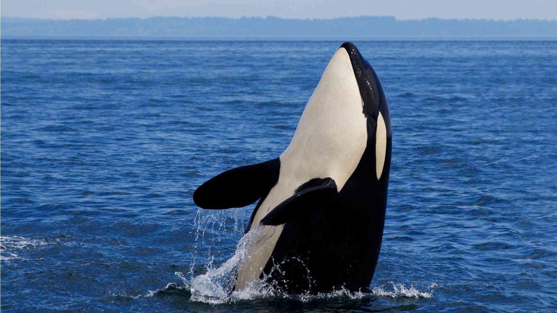 An Orca (killer whale) coming out of the water