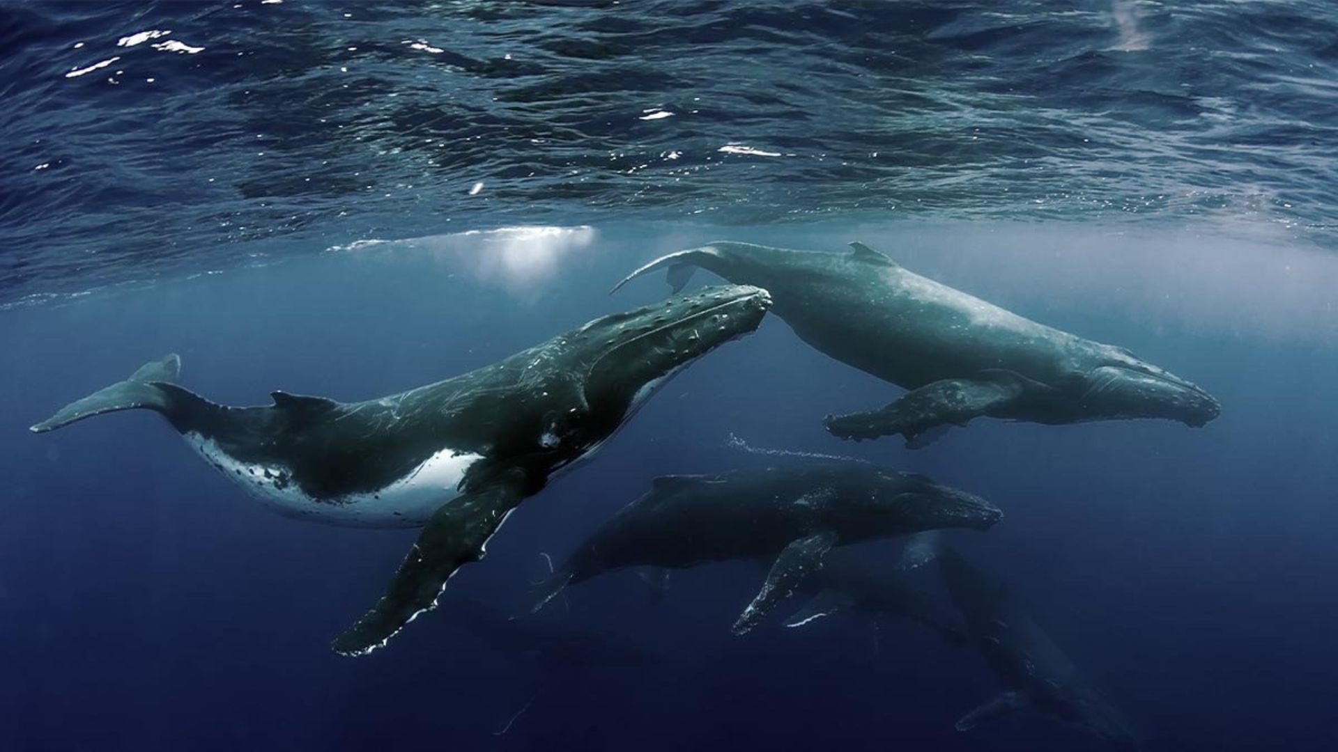 Watching a pod of whales underwater