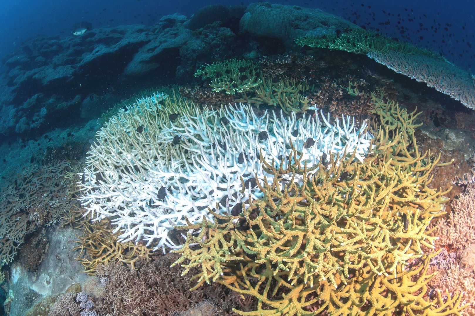 A reef repairing itself after coral bleaching