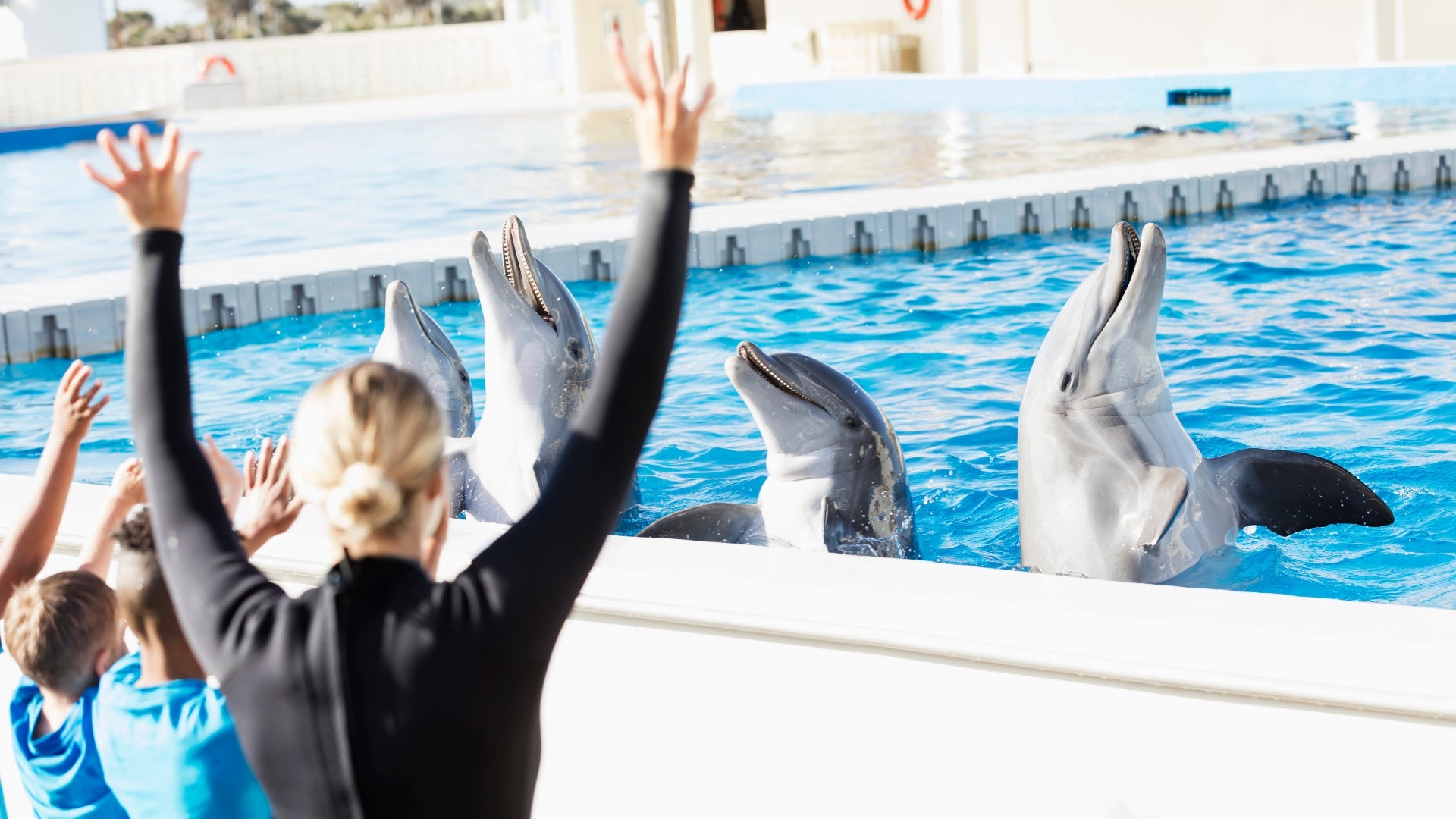 Dolphins at a Sea World Resort doing tricks for trainers and kids