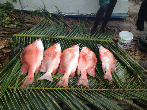 Red snappers locally fished from reef in Seychelles