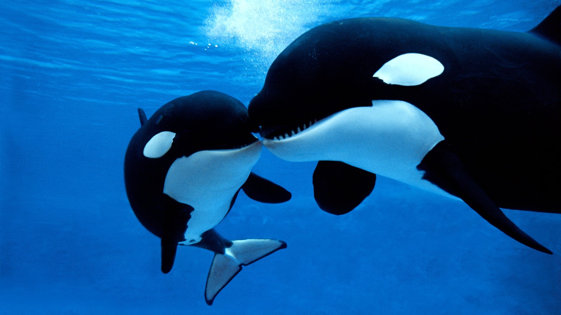 Mother orca with her calf