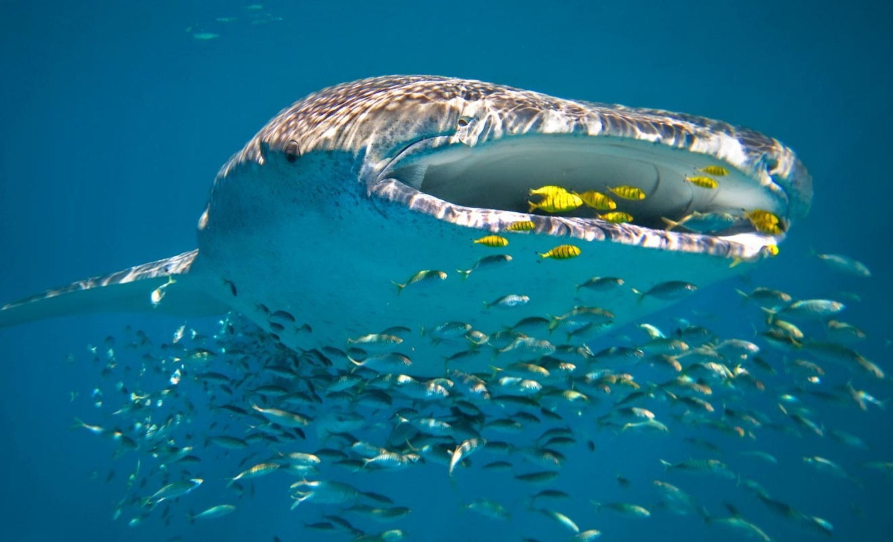 A whale shark underwater with fish around its mouth
