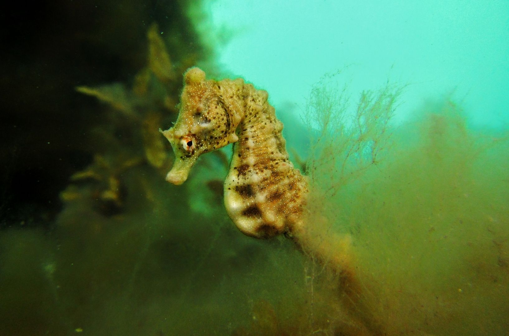 A scuba diving shot of a baby seahorse in the reeds