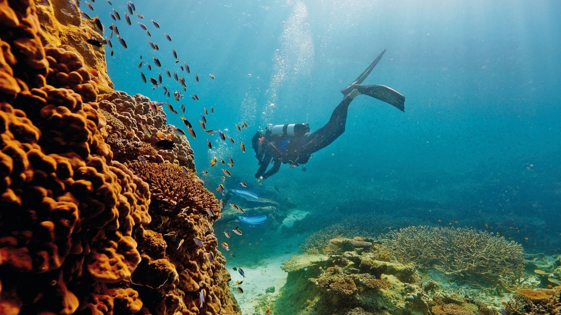 Scuba diving in the Great Barrier Reef in Australia