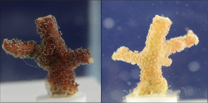 Effect of Oxybenzone and Octinoxate on coral polyps