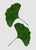 Ginkgo Leaf II