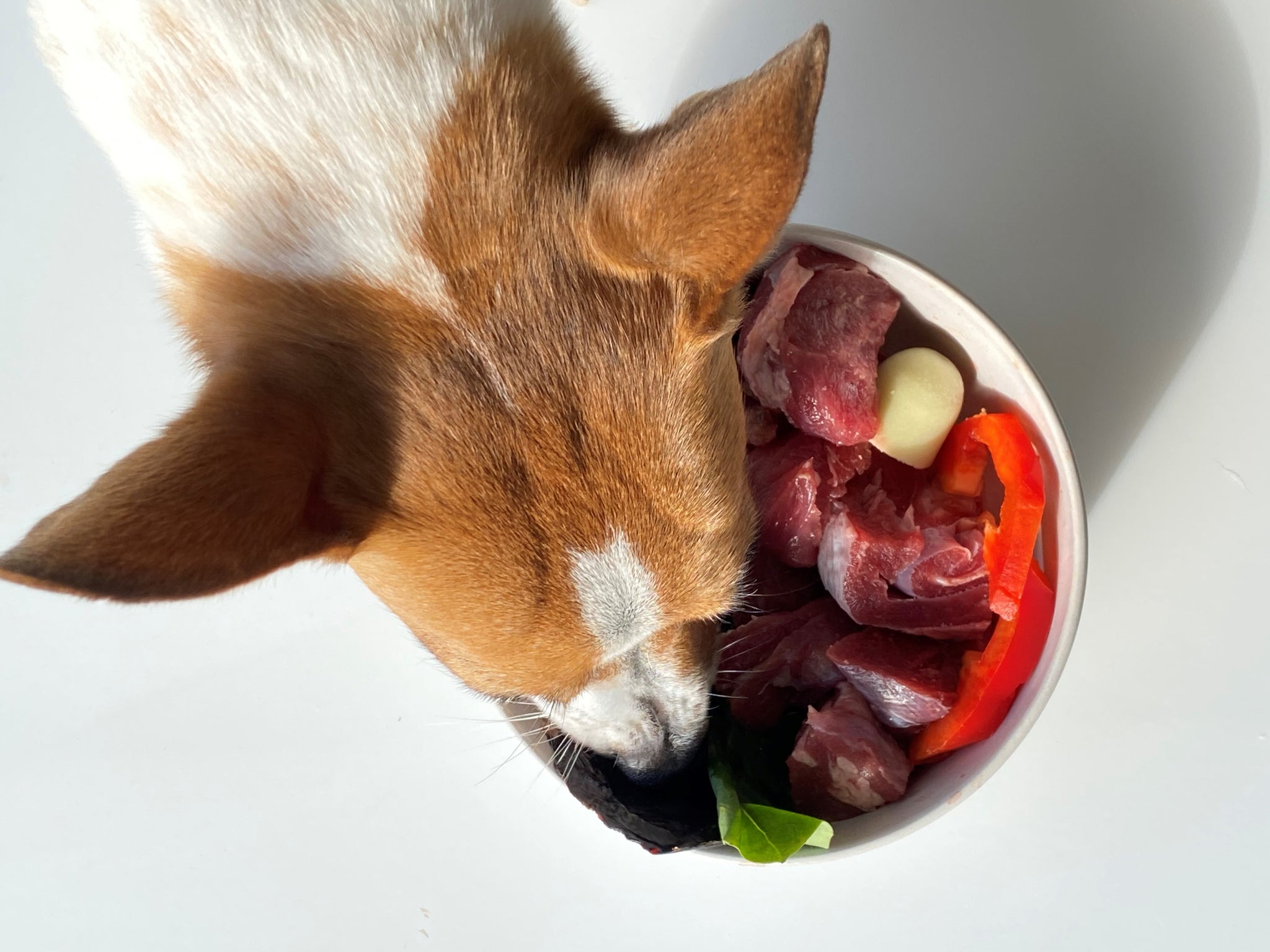 how to transition to raw dog food