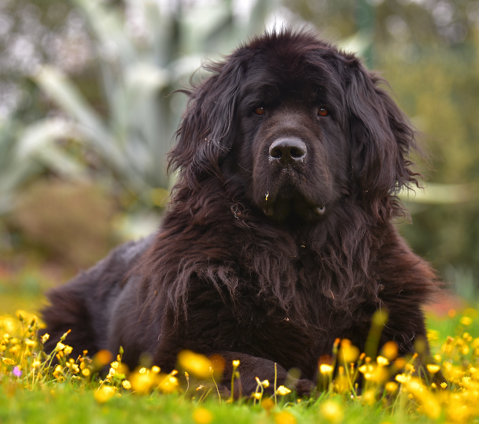 are newfoundland dogs healthy