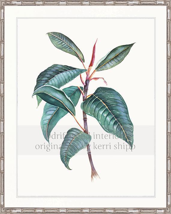 Botanical Wall Art Moreton Bay Fig Ii By Kerri Shipp