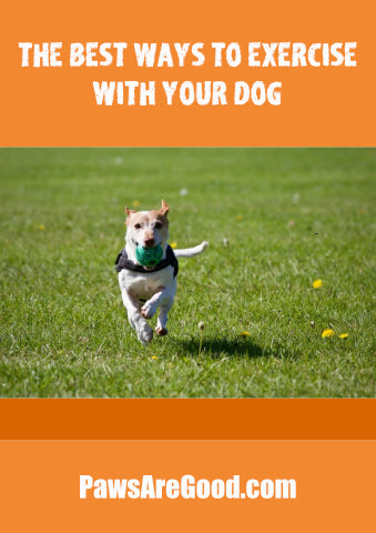 Best ways to exercise with a dog