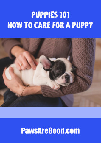 how to care for a puppy