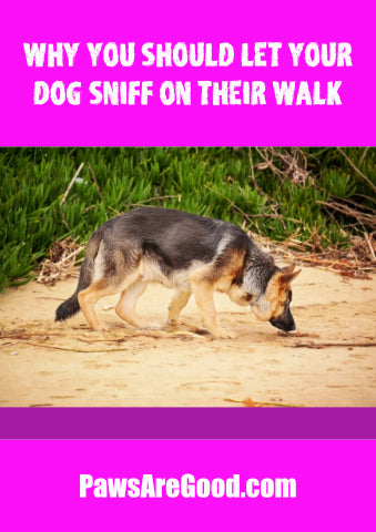 Why you should let your dog sniff on their walk