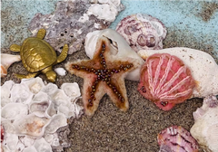 Starfish and Seashell Brooches