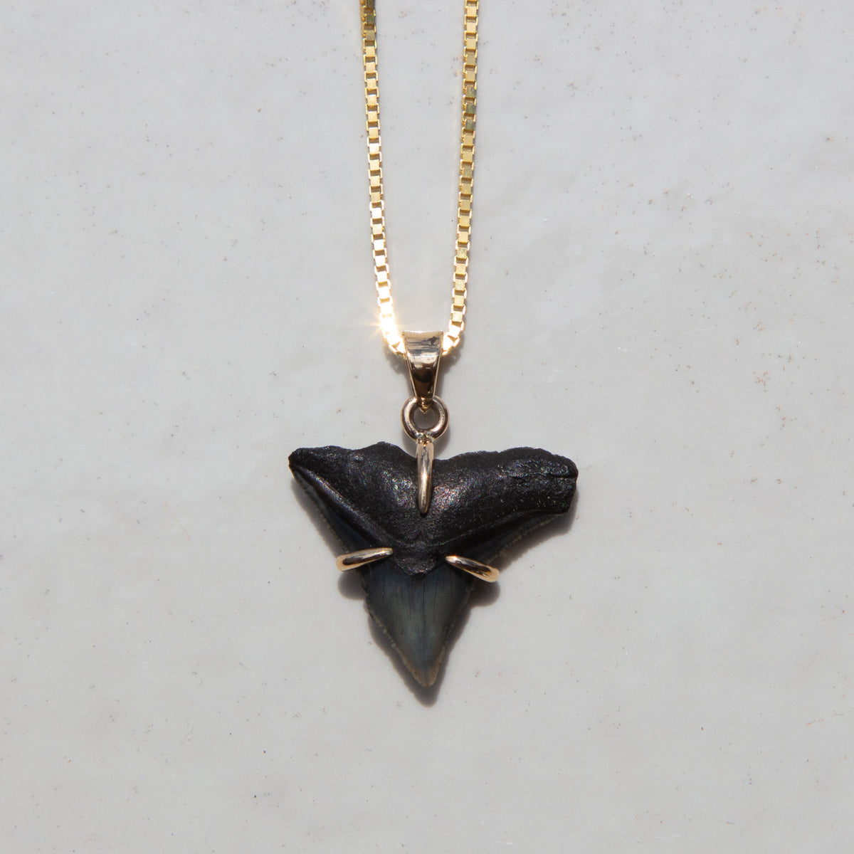 gold claw set shark tooth pendant on boxy gold chain