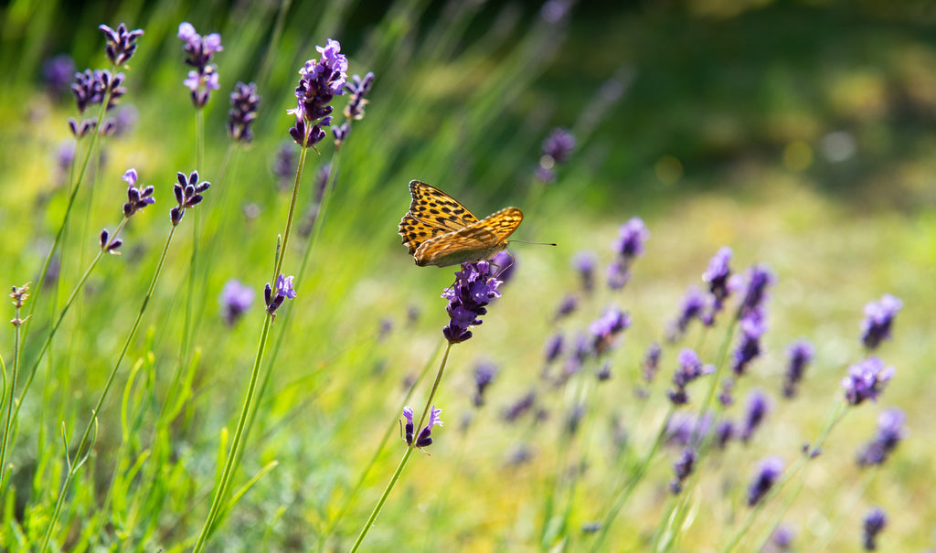 Lavendel