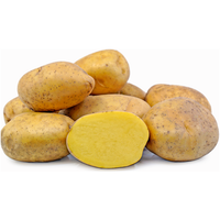 Gold Potatoes Bag 5 lb