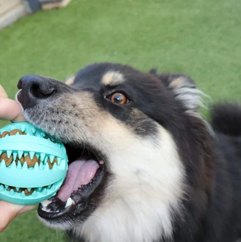 toothy dog ball