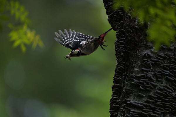 A bird launches from a tree with an insect in its mouth.