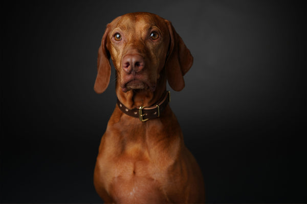A dog photographed in dynamic lighting.
