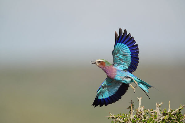A colourful bird flies from it's perch.