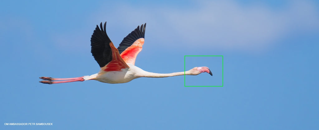 A bird in flight being tracked by the camera's autofocus.