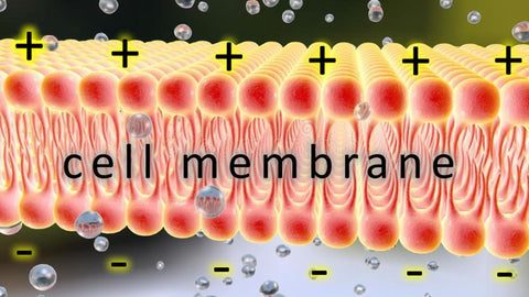 membrane potential drives molecules into and out of cells