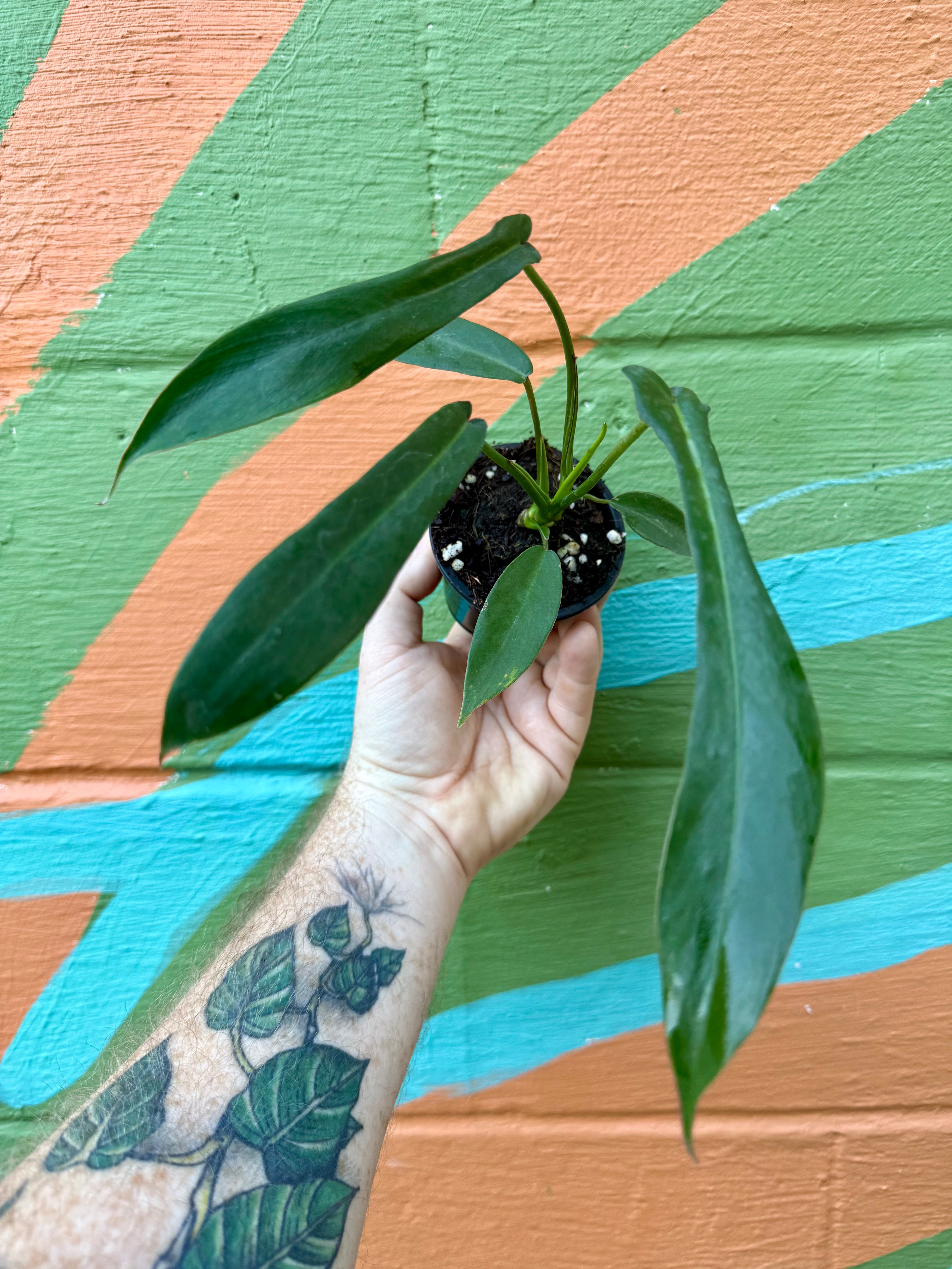 3” Philodendron ‘Joepii’