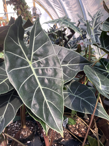 alocasia dragons tooth