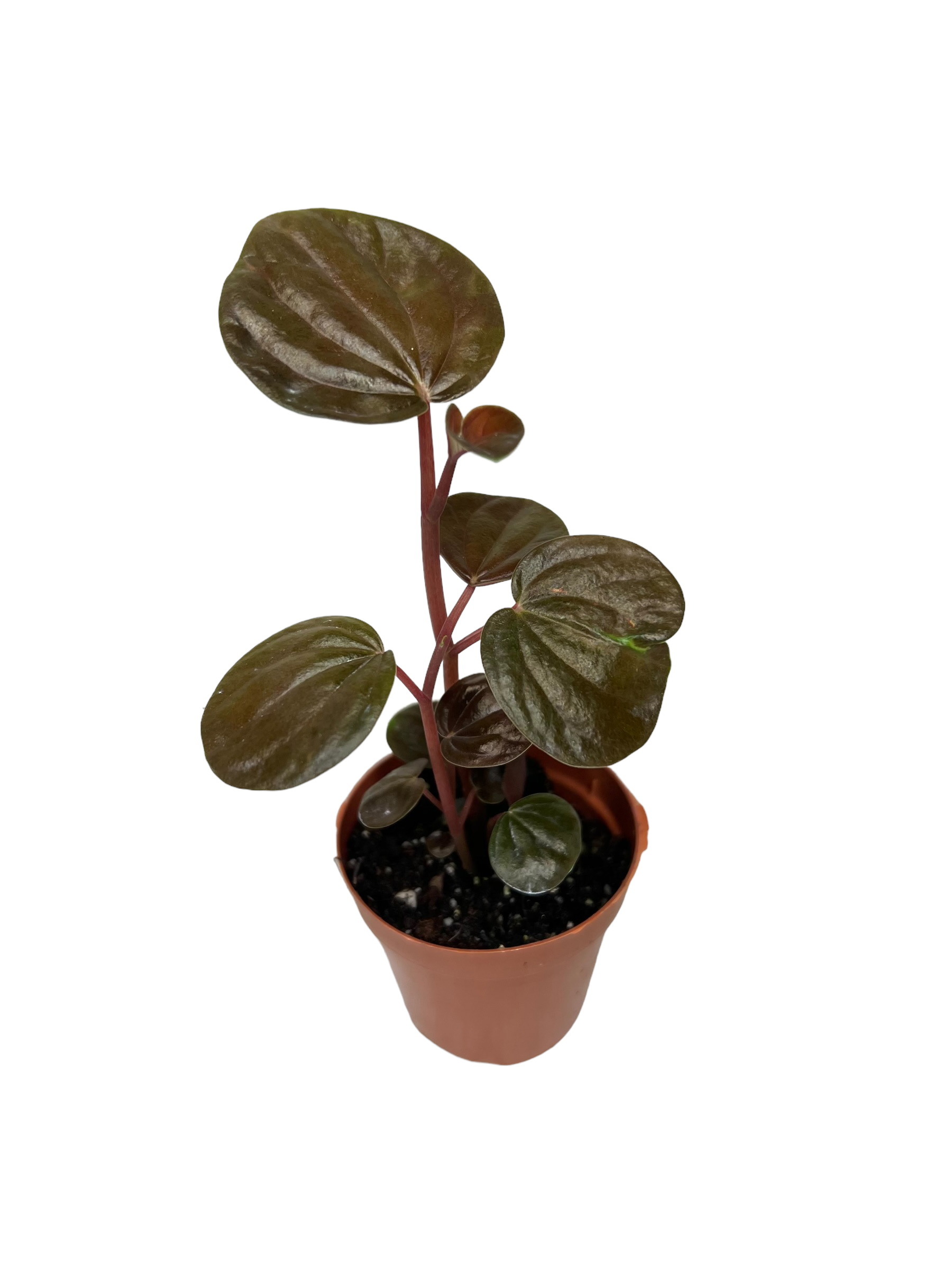 Peperomia Rugosa | Canopy Plant Co.