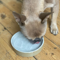 french bulldog eating from a Plum & Belle pet bowl