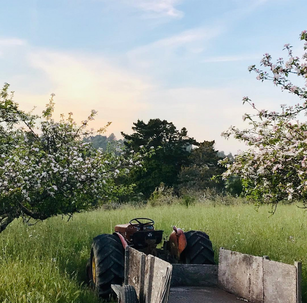 Apple Trees in bloom at Little Apple Farms