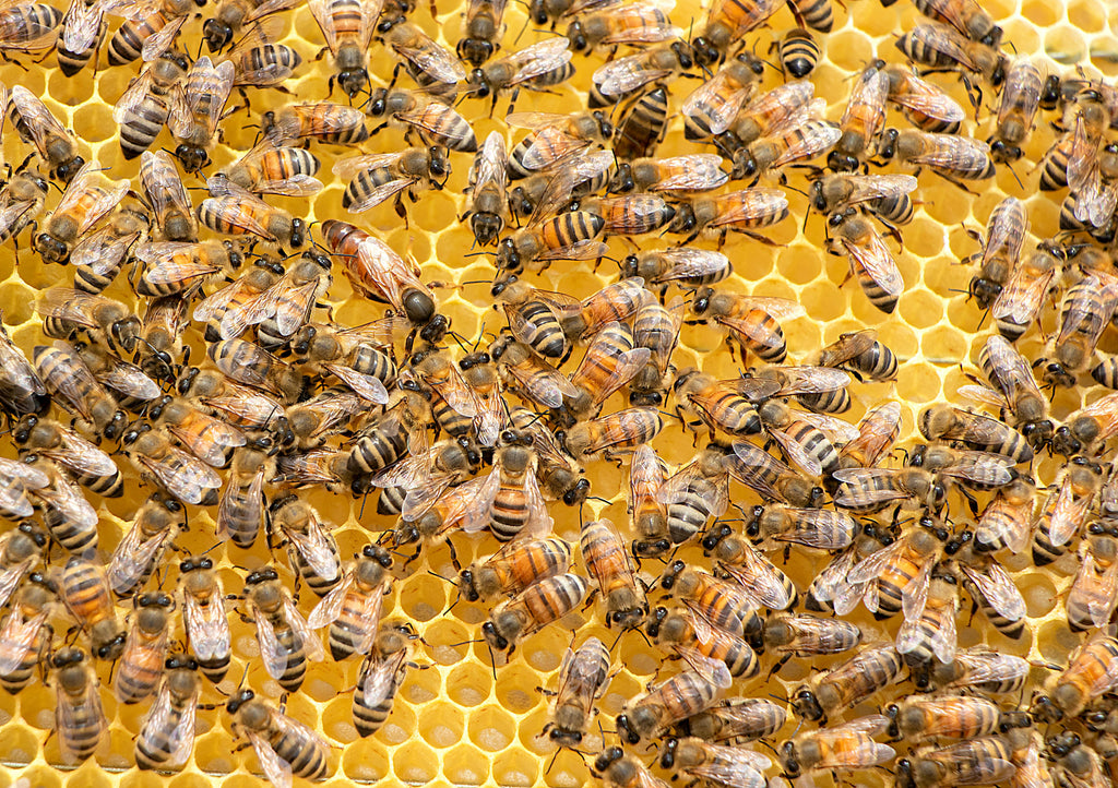 bees making honey