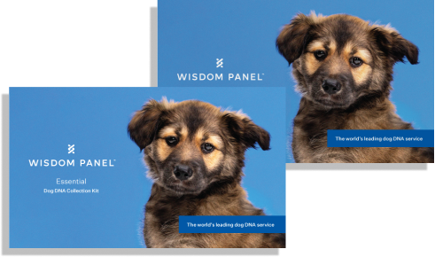 Bundle of two Wisdom Panel™ Essential kits