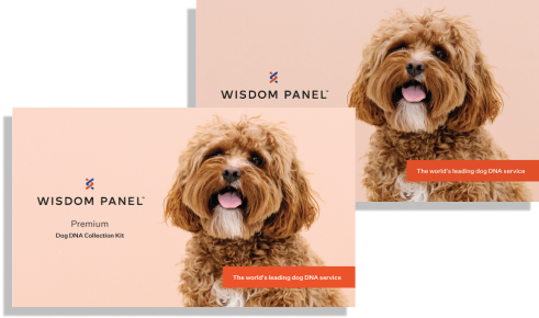 Wisdom Panel Essential test ADN pour Chien