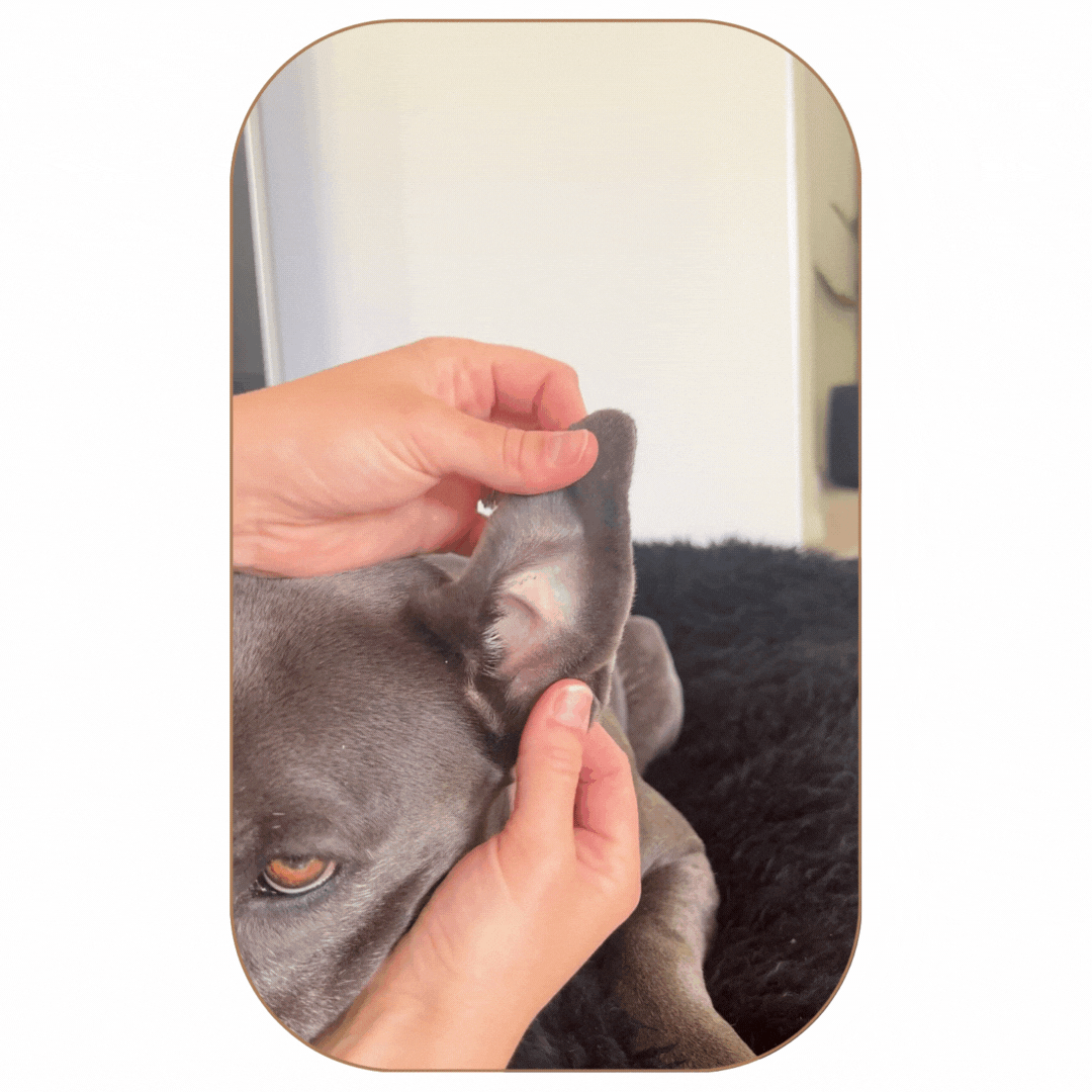 Dog-ear-infection
