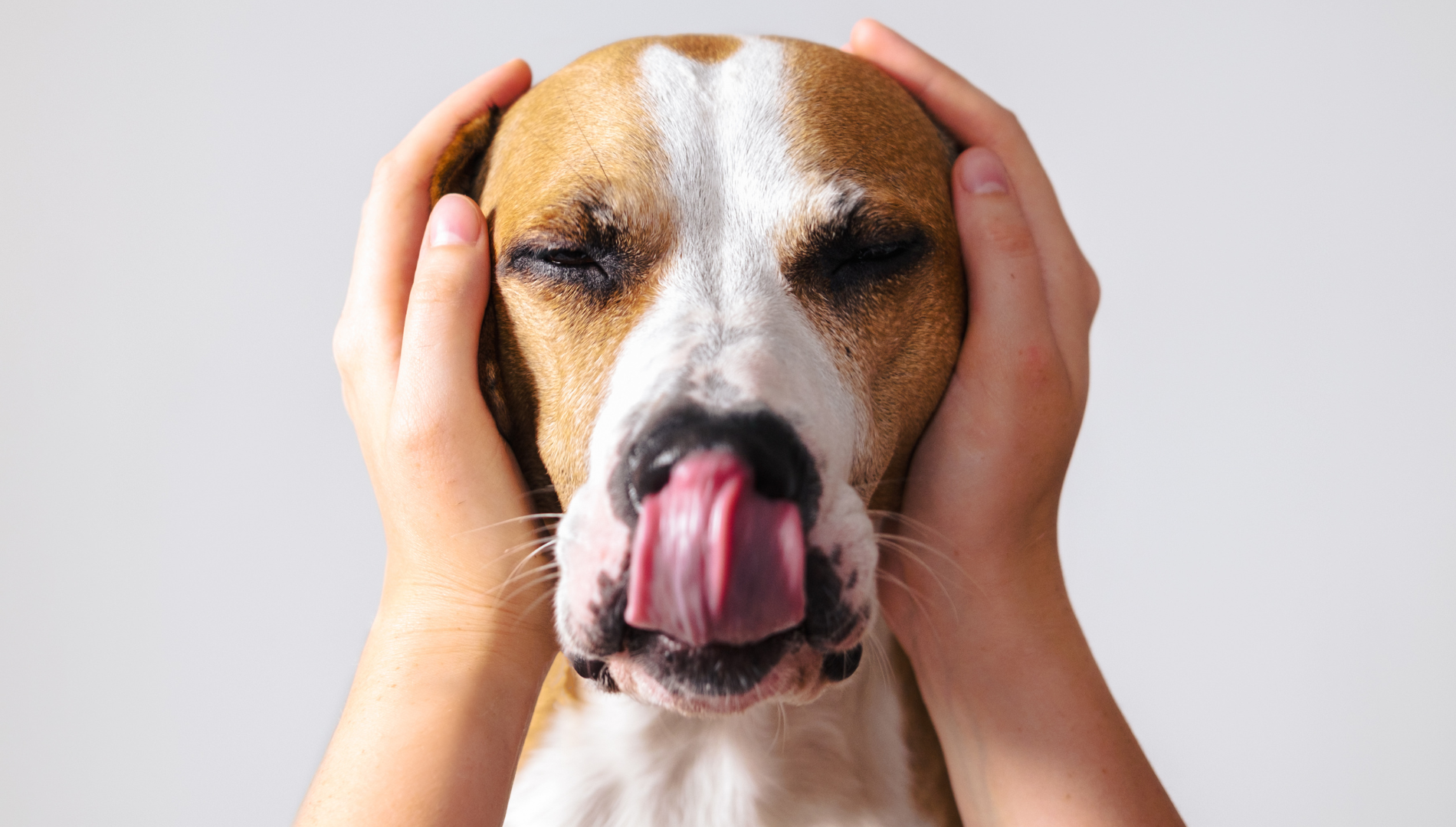 Dog-ear-infection
