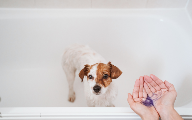 dog-medicated-shampoo
