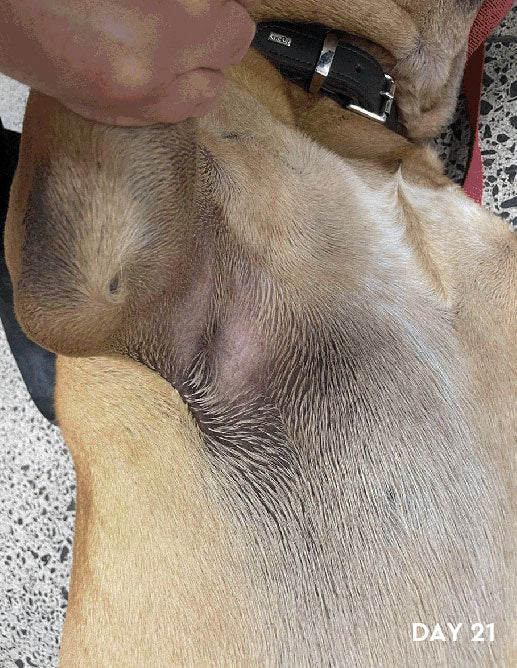 Why Does My Dog Have a Rash On His Groin? - PawSafe