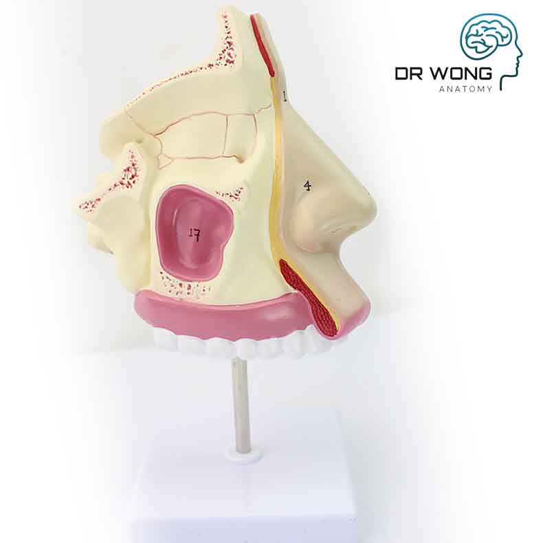 Nasal Cavity Anatomy Model Dr Wong Anatomy 