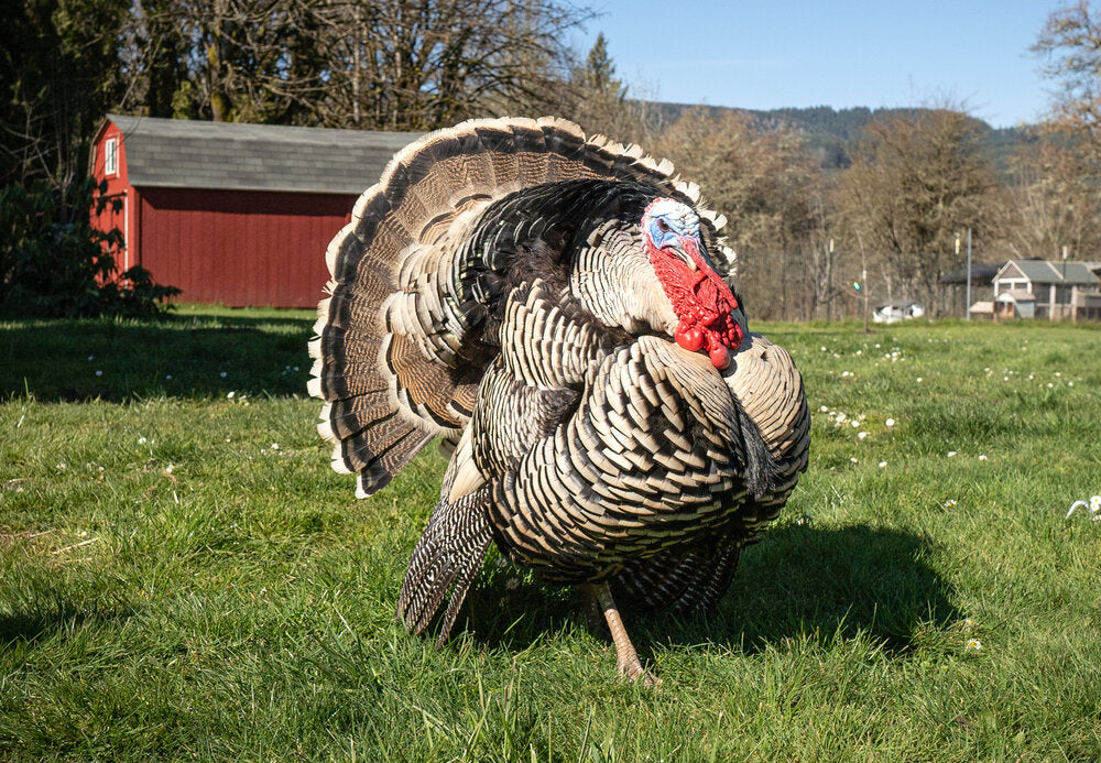 Mira este pavo