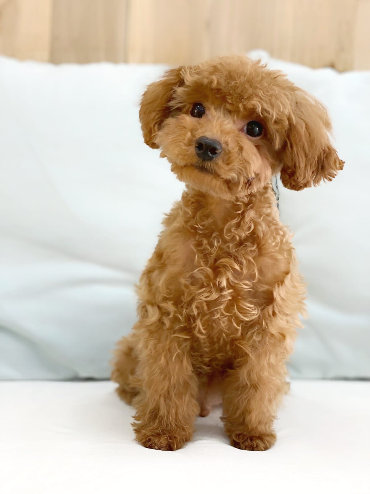 micro toy poodle