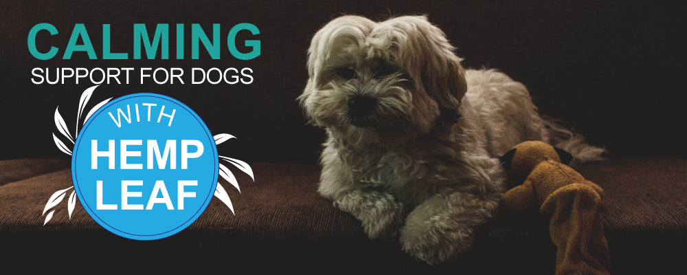 Calming treats for dogs top page banner