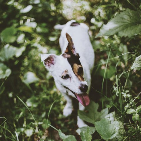 Dog in Forest