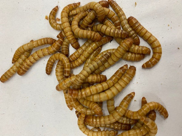 Superworms: The Bigger, Brawnier, Hungrier Cousins of Yellow Mealworms