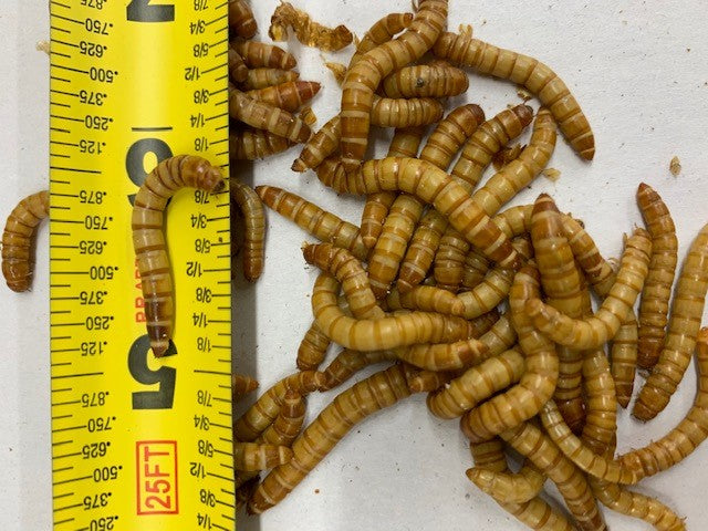 download giant mealworms