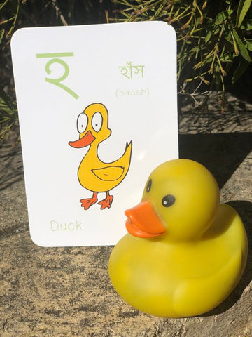 duck flashcard