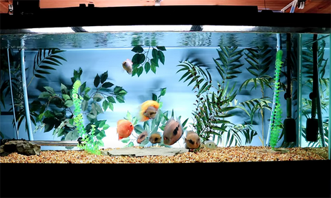 YUJILED aquarium lighting