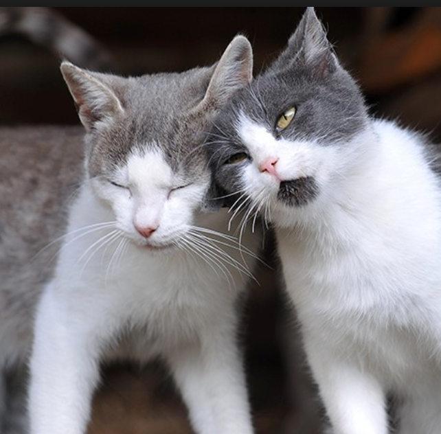 6 Subtle Signs Your Cat is Secretly Mad At You – Meowingtons