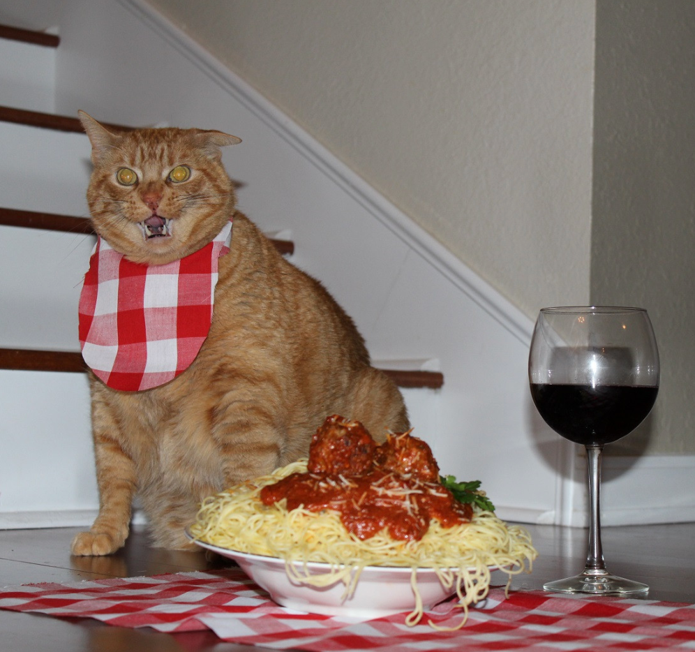 Кот и еда. Кот и макароны. Кот и спагетти. Смешные коты с едой. После обеда хозяин